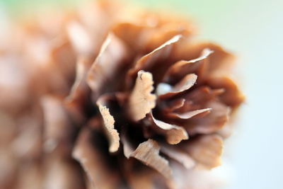 Close-up of flower against blurred background