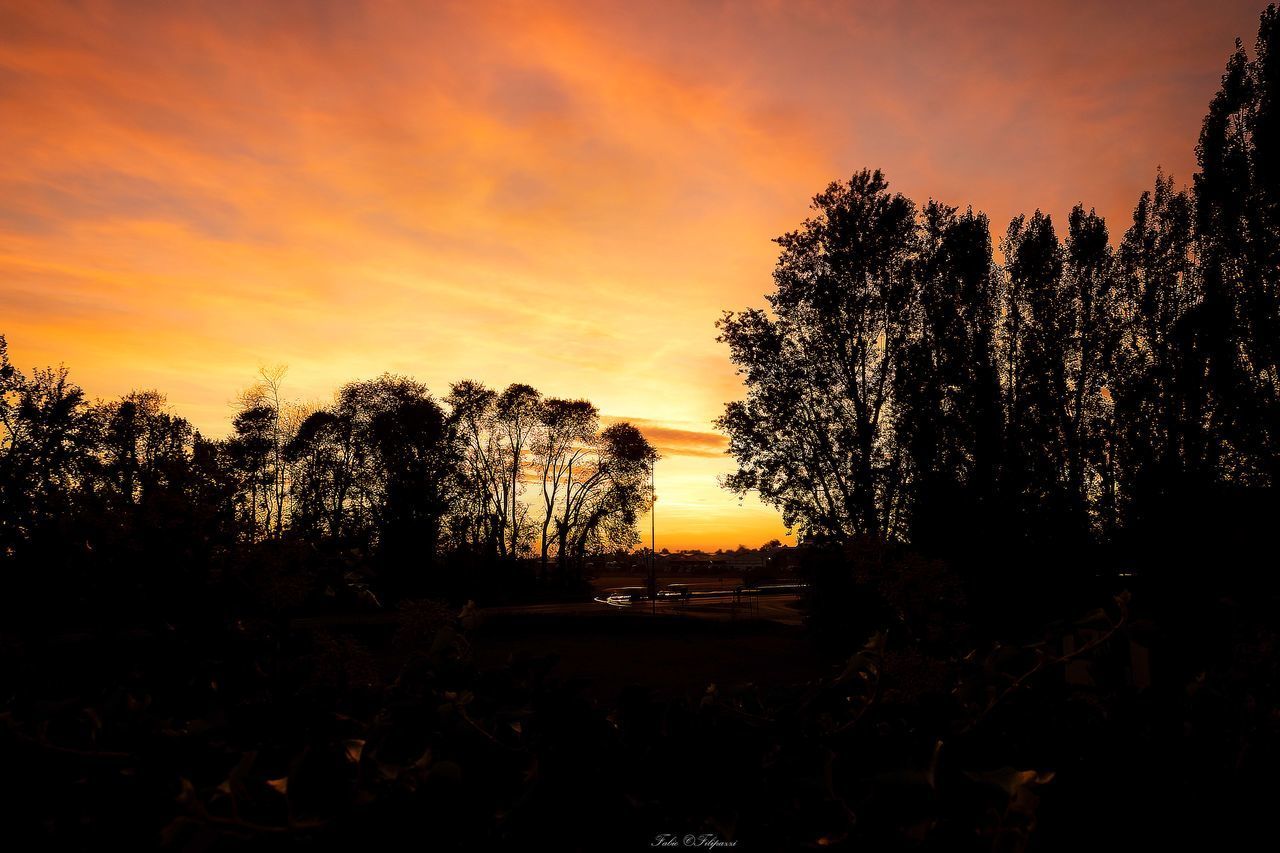 Silhouette trees in forest against sky during sunset