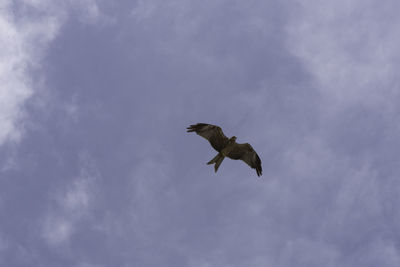 Low angle view of eagle flying against sky