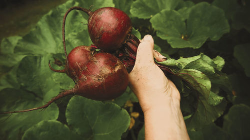 Close-up of hand holding strawberries