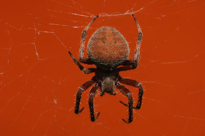 Close-up of spider on web