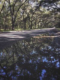 Trees in forest against sky