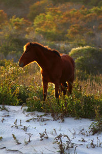 Horse standing on field against trees