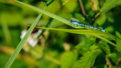 Close-up of insect on grass
