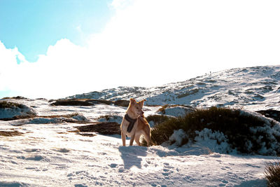 Dog standing on snow covered mountain against sky