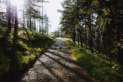 Road amidst trees in forest