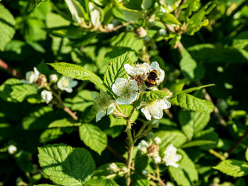 Bee lines on green 