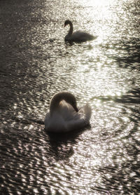 Swan swimming in water