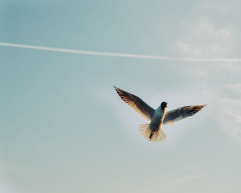 Low angle view of bird flying against sky