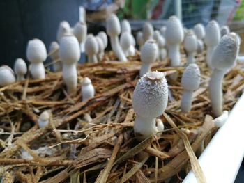 Close-up of mushrooms growing outdoors