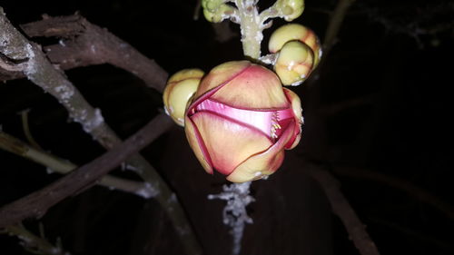 Close-up of rose bud