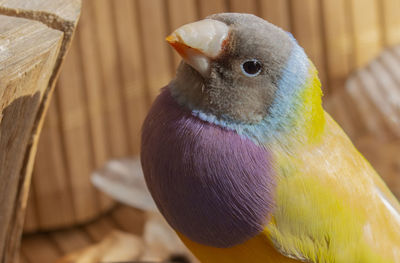 Close-up of a grey-headed gouldian finch perching on wood