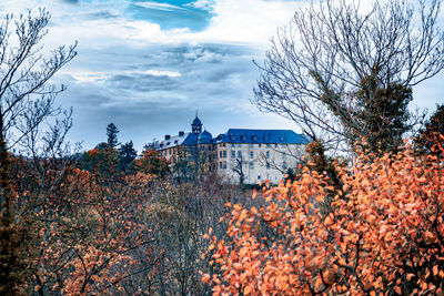 Trees and buildings against sky