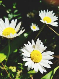 Close-up of white daisy flowers