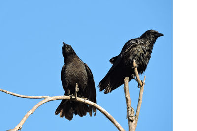 Low angle view of bird perching on branch against clear blue sky