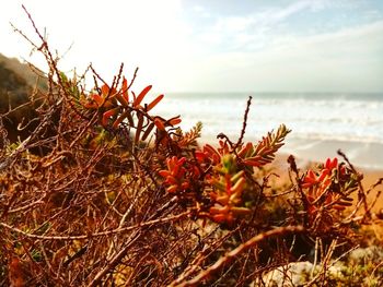 Close-up of plants by sea against sky