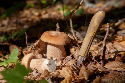 Close-up of mushrooms growing on field