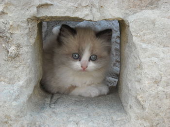 Close-up portrait of cat