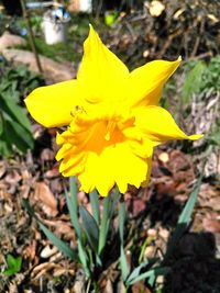 Close-up of yellow flower