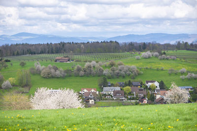 Scenic view of agricultural field against sky