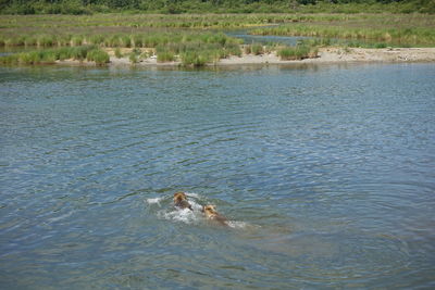 View of turtle swimming in sea