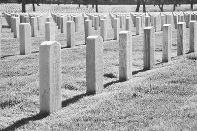 Row of trees in the dark