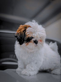 Portrait of white puppy