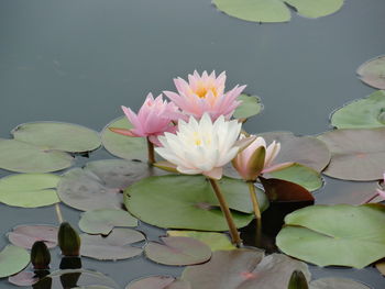 Close-up of lotus water lily in pond