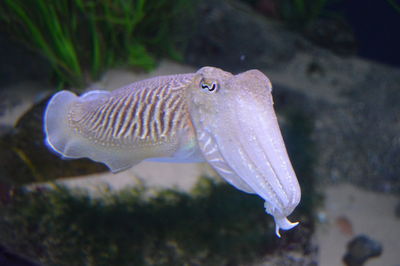 Close-up of fish swimming in aquarium