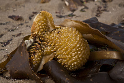 Close-up of crab on beach