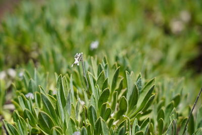 Close-up of flowering plant on land