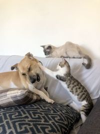 animal themes
