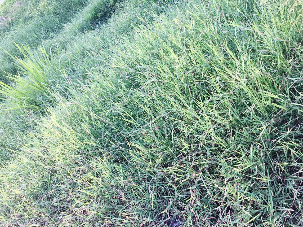 green color, grass, growth, field, backgrounds, nature, full frame, no people, plant, day, outdoors, beauty in nature, close-up, freshness