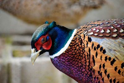 Ringneck pheasant