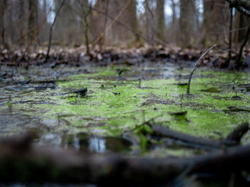 Close-up of leaves floating on water