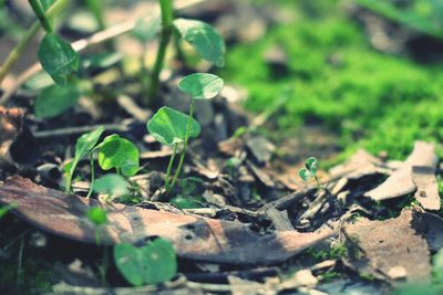 Close-up of leaves growing on field