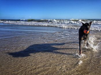 Dog on beach against sky