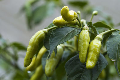 Close-up of green chili peppers plant