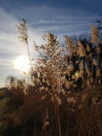 Close-up of stalks in field against sky during sunset