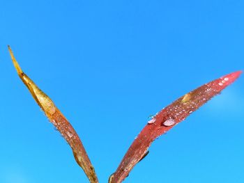 Low angle view of twig against clear blue sky