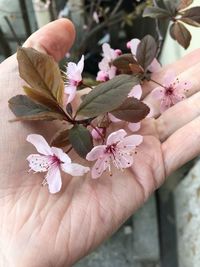 Close-up of hand on pink flowering plant