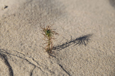 High angle view of insect on sand