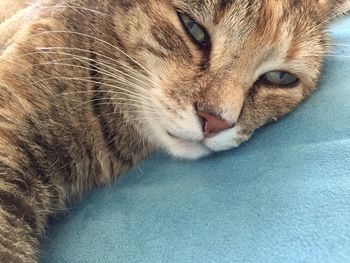 Close-up portrait of ginger cat