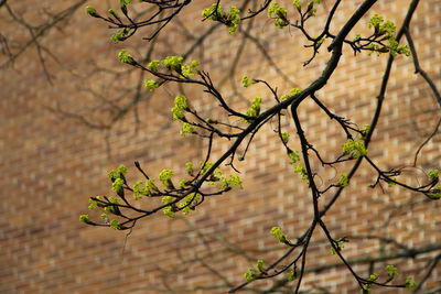 Close-up of plant against bare tree