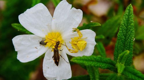 Close-up of insect on white flowering plant