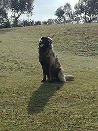 Dog on landscape