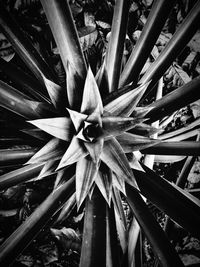 Full frame shot of plants