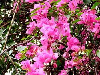 Close-up of pink flowers blooming on tree