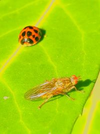 Close-up of ladybug on leaf