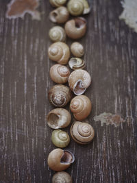 Shells on wooden background